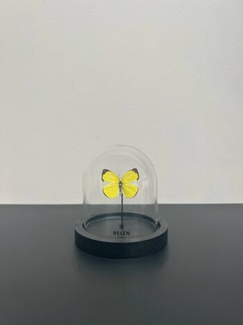 Mini cloche papillon Eurema Hecabe