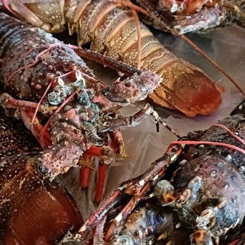 Langoustes EXTRA 10 kg ( LIVRAISON )