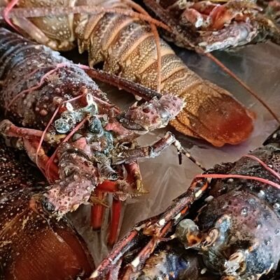 Lobsters EXTRA 5kg (DELIVERY)