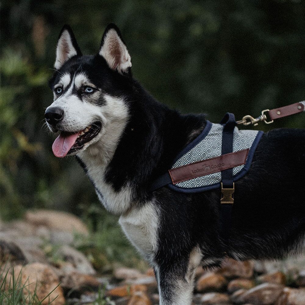 IMBRACATURA DI SICUREZZA DALTON