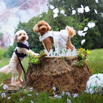 Harnais pour chien de cérémonie - Mariée 3