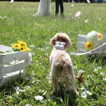 Laisse pour chien blanche - Cérémonie 2