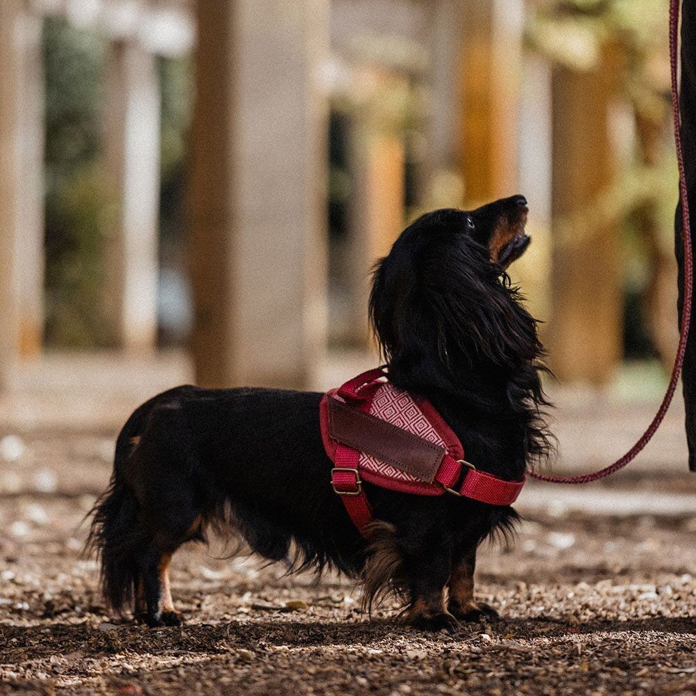 IMBRAGATURA DI SICUREZZA MAMBO