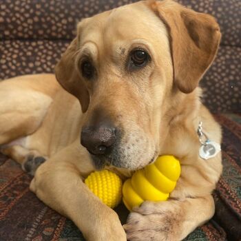 WufWuf Power Chewer Bell : Jouet à mâcher distributeur de friandises extrêmement résistant 5