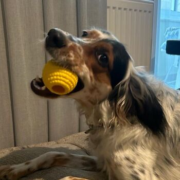 WufWuf Power Chewer Ball : Jouet à mâcher extrêmement résistant 3