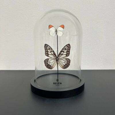 Kleine Glocke mit Ideopsis- und Colotis-Schmetterlingen