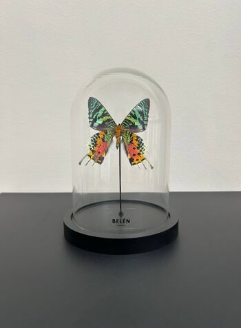 Petite cloche papillon Urania