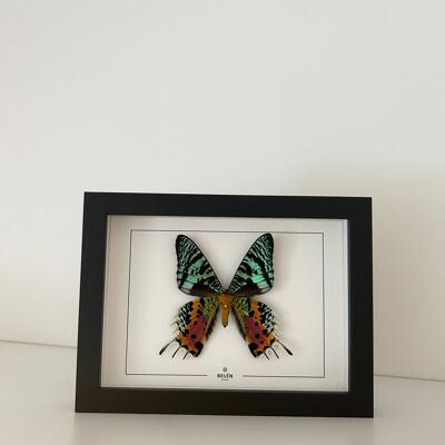 PUNO Urania butterfly frame