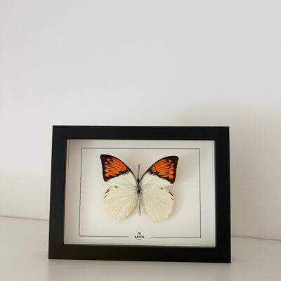 Cadre PUNO papillon Hebomoia
