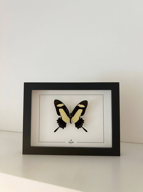 Cadre PUNO papillon Papilio Torquatus