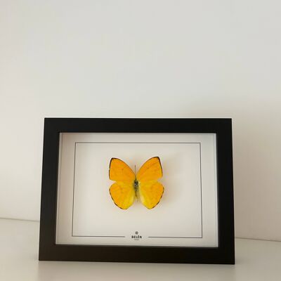 Cadre PUNO papillon Phoebis Argante