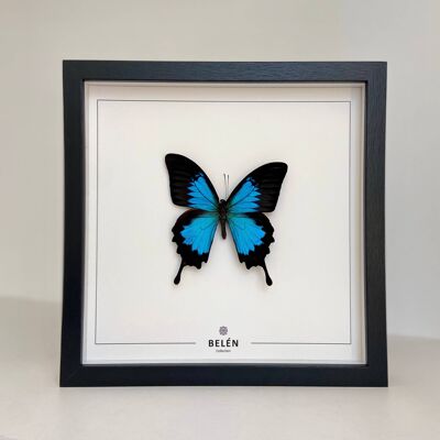 RÍO Schmetterlingsrahmen Ulysse mit ecrufarbenem Hintergrund