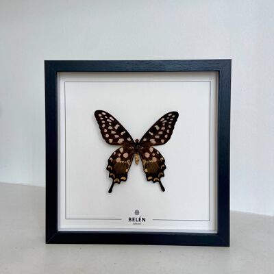 RÍO Schmetterlingsrahmen Antenor ecrufarbener Hintergrund