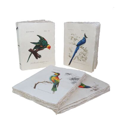 Carnet en papier parchemin motif Oiseaux des tropiques