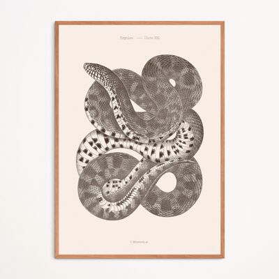 Poster: Schlange - Tafel XXI