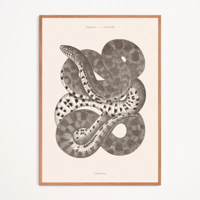 Póster: Serpiente - Lámina XXI