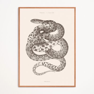 Poster: Serpente - Tav. XXII