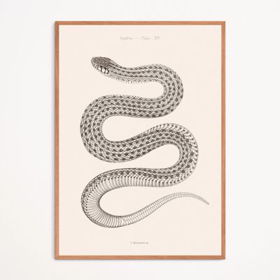 Póster: Serpiente - Placa XIV