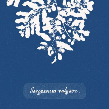 Affiche : Sargassum Vulgare - Anna Atkins 3