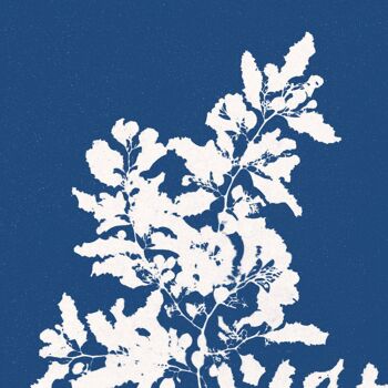 Affiche : Sargassum Vulgare - Anna Atkins 4