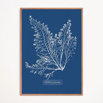 Affiche : Cystoseira Granulata - Anna Atkins 1