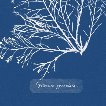 Affiche : Cystoseira Granulata - Anna Atkins 3