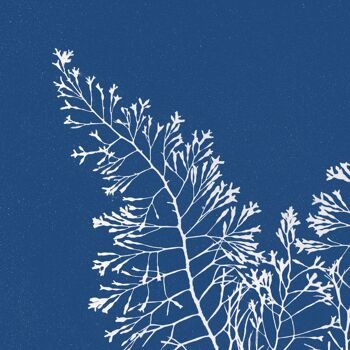 Affiche : Cystoseira Granulata - Anna Atkins 4