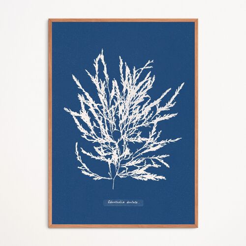 Affiche : Odonthalia Dentata - Anna Atkins