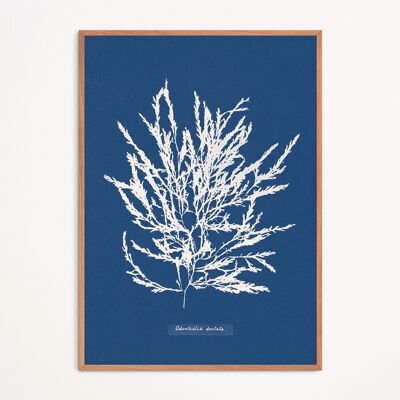 Poster: Odonthalia Dentata - Anna Atkins