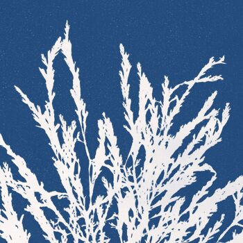 Affiche : Odonthalia Dentata - Anna Atkins 2