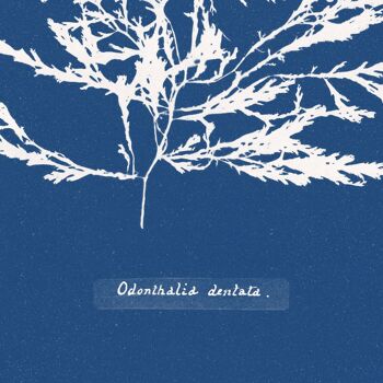 Affiche : Odonthalia Dentata - Anna Atkins 3