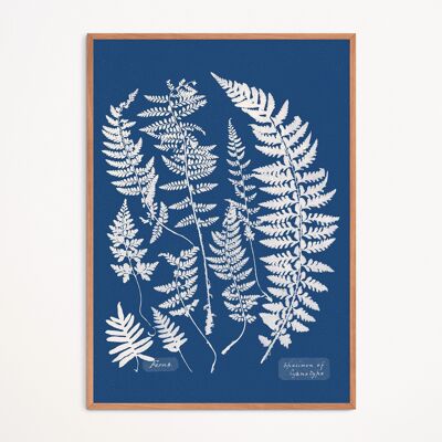 Póster: Helechos, muestra de cianotipo - Anna Atkins