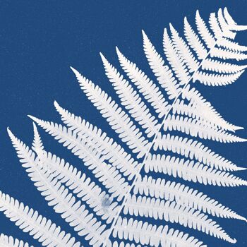 Affiche : Lastrea Oreopteris - Anna Atkins 3