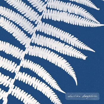 Affiche : Lastrea Oreopteris - Anna Atkins 4