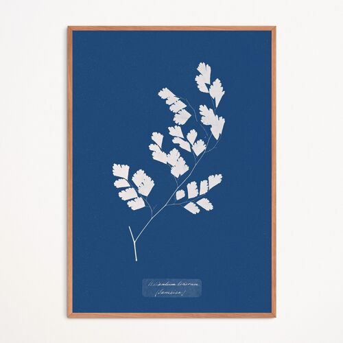 Affiche : Adiantum Tenerum - Anna Atkins