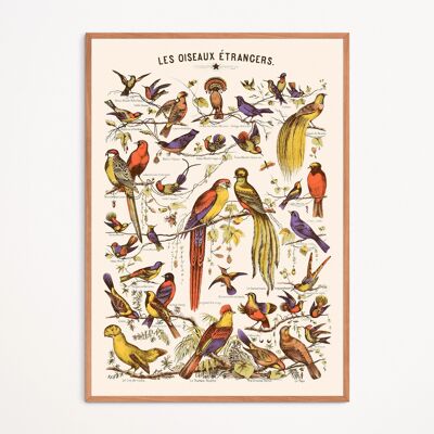 Affiche : Les Oiseaux Etrangers