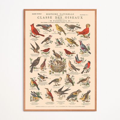 Poster: Birds, Passerines - Educational board