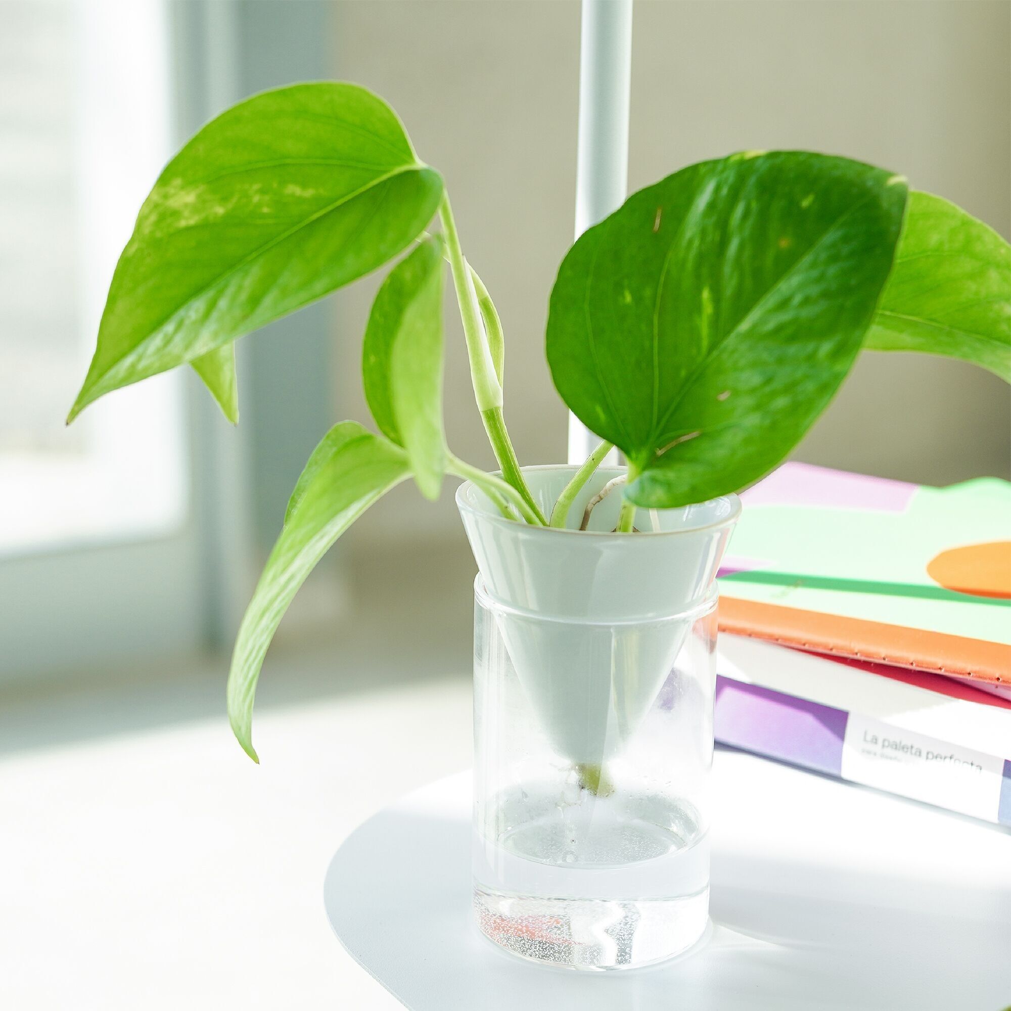 JARRÓN HIDROPONICO CONO BLANCO HF