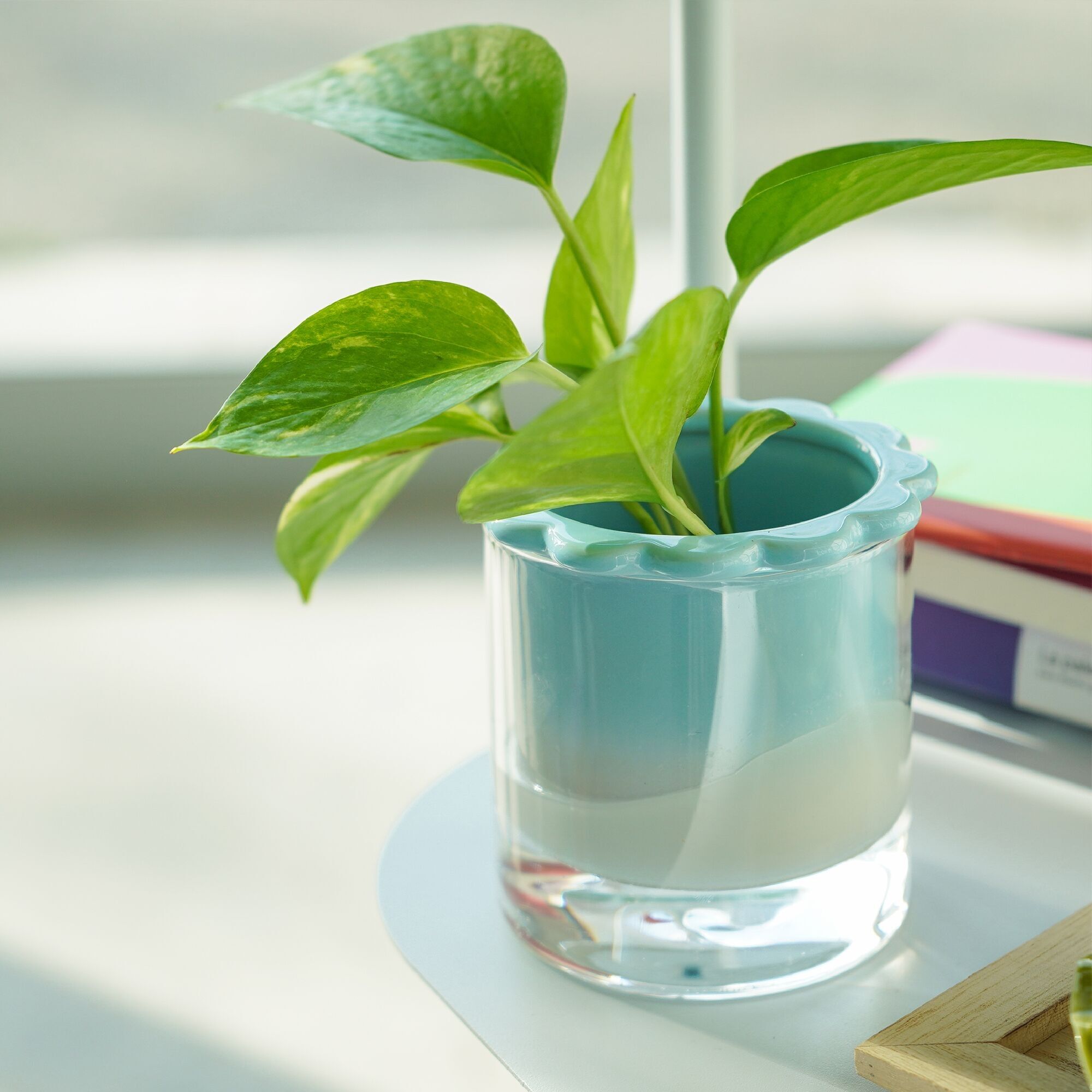 JARRÓN HIDROPONICO CELESTINA HF