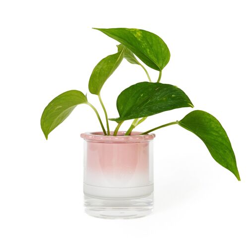 HYDROPONIC VASE DALIA HF