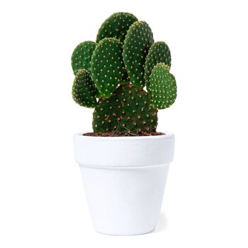 Kit de fleuraison cactus Konte 1