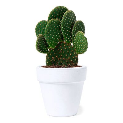Kit di fioritura del cactus Konte