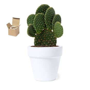 Kit de fleuraison cactus Konte 2