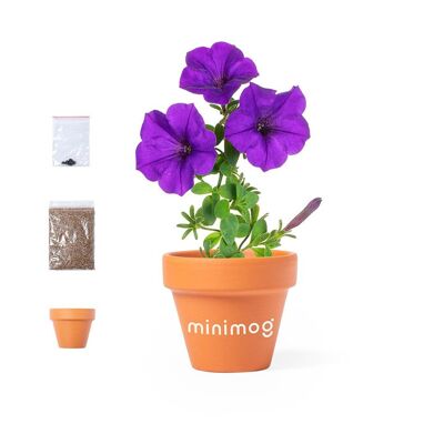 Kit de floración de petunias