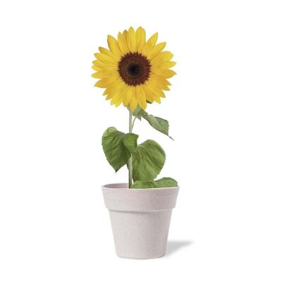 Tumil-Sonnenblumen-Anzuchtset