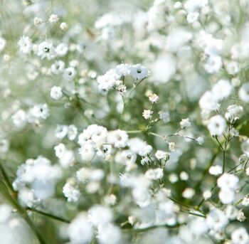 Souvenirs de Paris- Sachets de graines de gypsophile 3