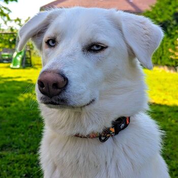 Collier pour chien Tropical 2