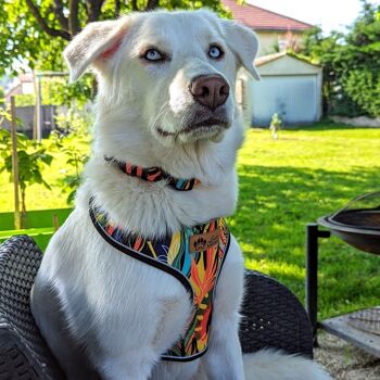 Collier pour chien Tropical 4