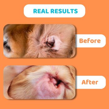Solution de nettoyage des oreilles de chien 4