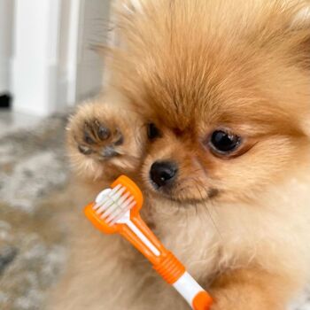 Ensemble dentifrice et brosse à dents pour chien 11